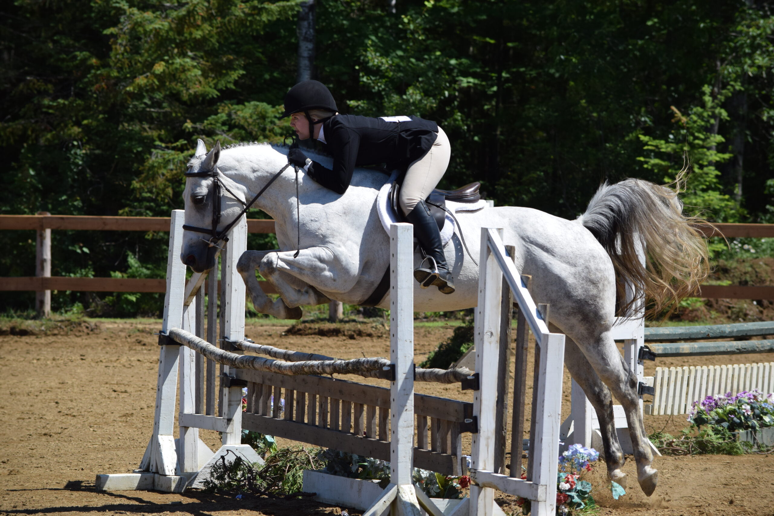 Élisabeh sur son cheval blanc Sunny au dessus de l'obstable en compétition